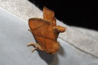 Apoda limacodes