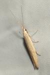 Coleophora