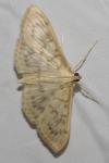 Patania ruralis