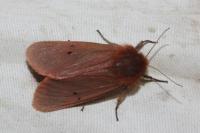 Phragmatobia fuliginosa