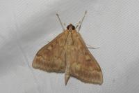 Ostrinia nubilalis/scapulalis