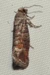Clavigesta sylvestrana