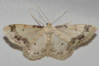 Idaea trigeminata
