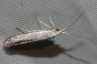 Coleophora ibipennella