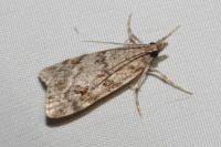 Scoparia