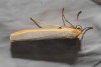 Manulea complana