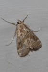Parapoynx stratiotata