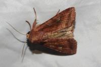 Lacanobia splendens