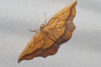 Epione repandaria