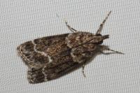 Eudonia mercurella