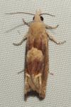 Eucosma conterminana