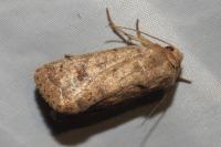 Hoplodrina octogenaria