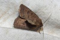 Hoplodrina octogenaria