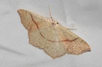 Cyclophora punctaria