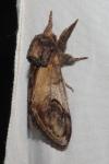 Notodonta ziczac