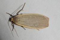 Collita griseola