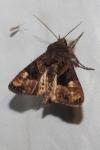 Euplexia lucipara