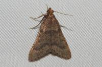 Bostra obsoletalis
