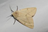 Spilarctia lutea