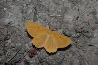 Angerona prunaria