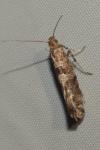 Digitivalva pulicariae