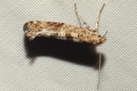 Digitivalva pulicariae