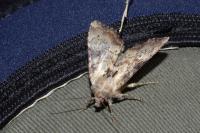 Apamea scolopacina