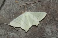 Ourapteryx sambucaria