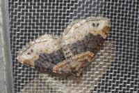 Xanthorhoe ferrugata
