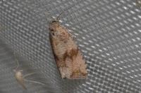 Celypha striana