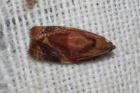 Ditula angustiorana