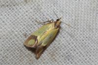 Agapeta zoegana
