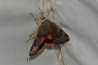 Noctua janthe