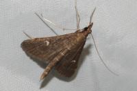 Dolicharthria punctalis
