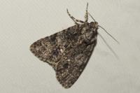 Acronicta rumicis