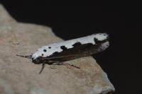 Ethmia bipunctella