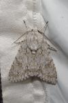 Acronicta aceris