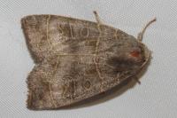 Ipimorpha subtusa