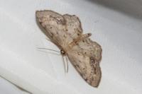 Idaea dimidiata