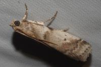 Acrobasis fallouella