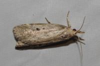 Aphomia sociella