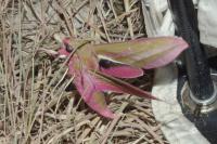 Deilephila elpenor