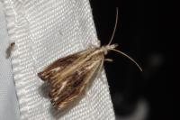 Catoptria verellus