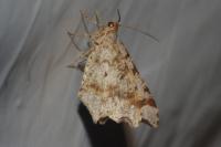 Macaria alternata