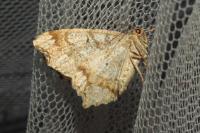 Macaria notata