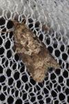 Cnephasia