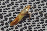 Caloptilia robustella