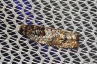 Gypsonoma minutana