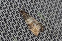Piniphila bifasciana