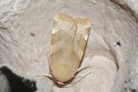 Noctua fimbriata